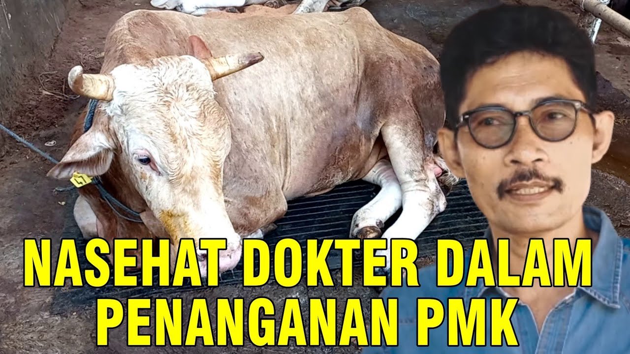 
                                 Dokter-Hewan-Atasi-PMK-Sapi